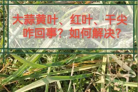 记住这个用药方案，大蒜黄叶、红叶、干尖问题一遍药就解决！视频封面