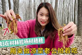 媳妇去小树林捡杨树花，长得跟毛毛虫似的，用来做凉菜老公抢着吃视频封面