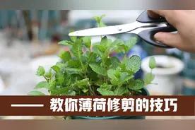 园艺师教你，想泡薄荷茶，该如何正确修剪薄荷视频封面