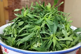 河南蒸野菜（面条菜）的正宗做法，不粘不出水，满满春天的味道视频封面