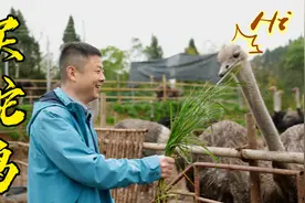 鸵鸟一年能长200斤吗？火哥花两千多买了4只饲养找答案视频封面