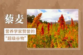 营养学家赞誉的“超级谷物”——藜麦视频封面