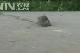 快来看看会走路的鱼，走的还挺快视频封面