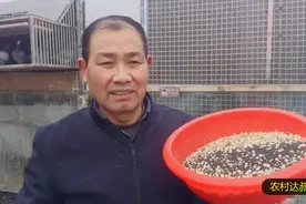 种鸽配对前适当喂点油菜籽，对鸽子繁殖到底是有益还是有害视频封面