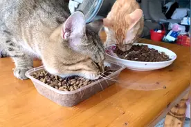 二只猫咪一个月吃了近20斤猫粮，果然橘猫都是潜力股，太能吃了视频封面