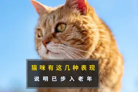 猫咪出现这些表现，说明已经步入老年期了