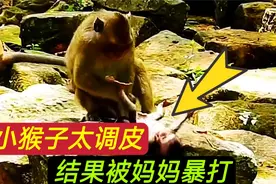 见过小猴子调皮被打的，这种丧心病狂的暴打还是第一次见视频封面