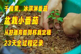 盆栽小番茄种植：圣女果、冰淇淋西红柿，从育苗到移栽定植全过程