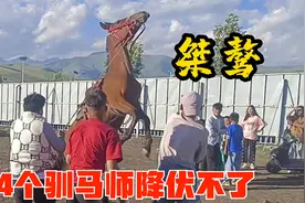 把新买的马交给4个哈萨克族驯马师，结果场面差点失控，太野了吧视频封面