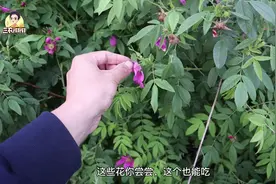 黑龙江小山沟，路边又发现宝，野生玫瑰花随处见，香味四溢视频封面