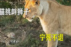 嚣张的薮猫，吓退猎豹挑衅狮子，最后被一口咬死视频封面