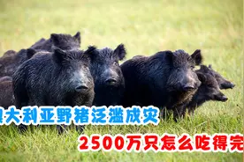 野猪在澳大利亚泛滥成灾，比人口还要多，2500万头怎么吃得完视频封面