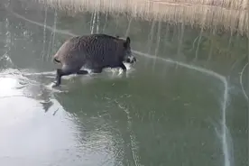 野猪被困在结冰的湖面上，下一秒憋住别笑，镜头拍下全过程视频封面
