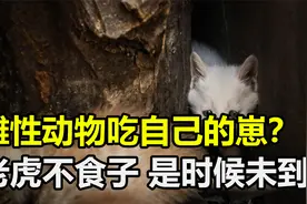 动物为何吃自己的幼崽？动物的奇葩行为，背后真相值得深思视频封面