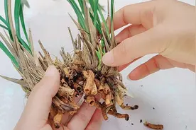 垃圾桶里捡棵兰花，根全部烂完，这样处理一下，又能长满大白根