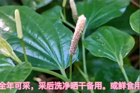 假蒟这种植物你了解多少？别以为只是做美食那么简单，它还能药用视频封面