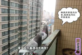 鸽子开家技巧，怎么让信鸽不飞走？掌握这些鸽子越养越听话视频封面