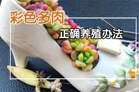 为何买来色彩斑斓的多肉没多久就变绿了？快来看看正确的养殖方法视频封面