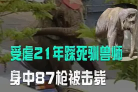 来自大象的复仇，受虐21年终爆发，踩死驯兽师后身中87枪被击毙视频封面