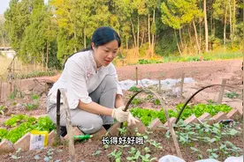 一家三口在农村开荒种地，种满瓜果蔬菜，整个夏天都不愁吃的了视频封面