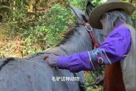 公毛驴对母毛驴一见钟情，动作举止令人害羞，镜头记录全程视频封面