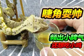 600块的睫角守宫耍脾气，吃饭姿势很独特，站在椅子上立定跳远视频封面