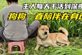 这只狗，每天陪伴主人干活到深夜，网友：最忠实的伙伴视频封面