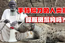 非洲二哥斑鬣狗有多狠？手持短刀的人类，能否打败斑鬣狗，为什么视频封面