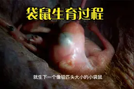 袋鼠生育过程视频封面