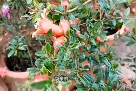 适合新手的小石榴，简单剪一下，养成“硕果小老桩”，越看越好看视频封面