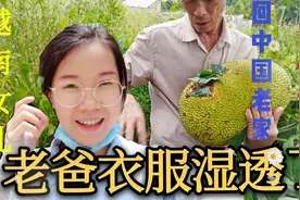 越南女儿回中国老家，老爸还种这么多水果，老爸衣服湿透了,开心视频封面