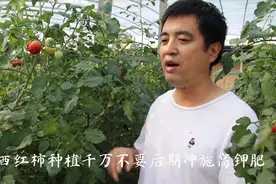 只需一个小小的改变，就能让小番茄皮薄、口感好，做法超级简单视频封面