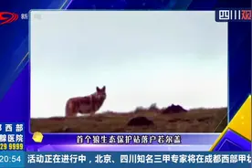 首个狼生态保护站落户若尔盖！为何要保护狼：草原生态的重要一环