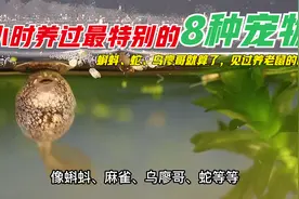 小时养过最特别的8种宠物，蝌蚪、蚕、乌廖哥，养老鼠见过没？视频封面