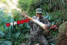 听说十几年的棕树心，比冬笋还好吃？大哥决定冒险进山试吃视频封面