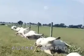 盘点奇闻趣事：雷雨天气后，几十头奶牛“倒了血霉”，一字排开视频封面