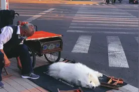 老爷爷每天骑车带狗狗去路口，铺好地毯坐在一旁说话，画面太温馨视频封面
