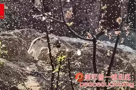 20220422唐师曾：一树梨花压海棠视频封面