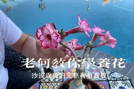 老何教你学养花，沙漠玫瑰的完整种植教程，包括用土浇水用肥知识视频封面