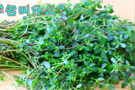 农村这野菜贼好吃，遇到就不要手软，好多人想吃都吃不到的美味视频封面