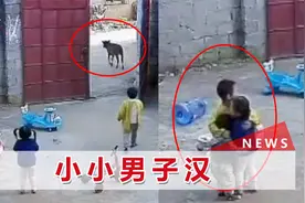 6岁哥哥为保护妹妹吓退牛犊，下1幕太暖心，家人：他也很害怕视频封面