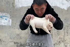 150000的英牛幼犬长得怎么样英国斗牛犬的真正价值视频封面