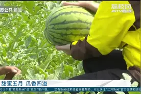 甜蜜五月瓜香四溢！本地水果进入成熟采摘期，新品种尝鲜正当时视频封面