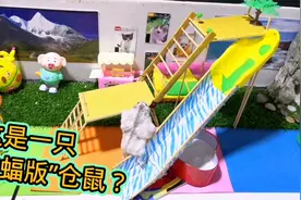 这只仓鼠攀登高台的姿势也太奇葩了吧？难道这就是“蝙蝠版”仓鼠视频封面