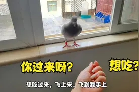 河南姑娘训练小鸽子亲和力，拿它最喜欢吃的花生诱导，能成功吗？视频封面