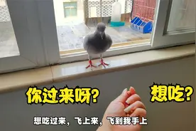 河南姑娘训练小鸽子亲和力，拿它最喜欢吃的花生诱导，能成功吗？视频封面