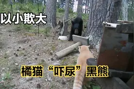 罕见的以小欺大，橘猫突袭黑熊，两次将黑熊吓得蹿上树视频封面