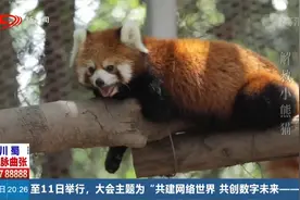 珍稀小熊猫遭盗猎,层层转卖价格翻倍,警方雷霆出击斩断黑色利益链视频封面