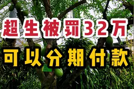 广东夫妻超生被征收32万元社会抚养费，卫健局说可以申请分期付款视频封面