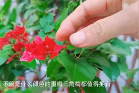 三角梅中很优秀的4个品种，养了它们，真的不愁不开花视频封面